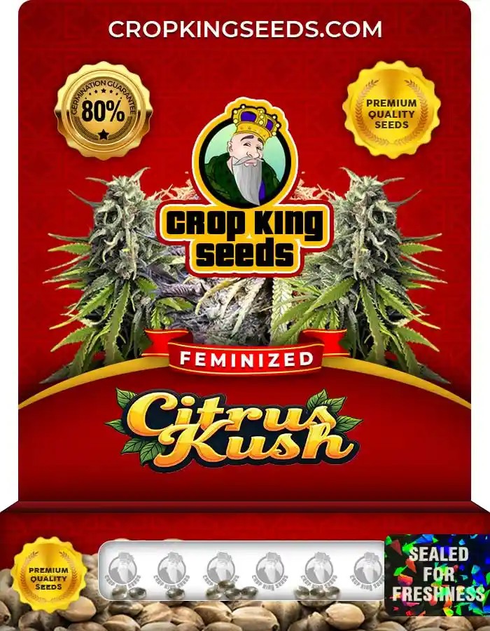 Citrus Kush Feminized Seeds