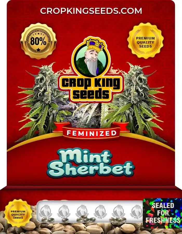 Mint Sherbet Strain Feminized Marijuana Seeds
