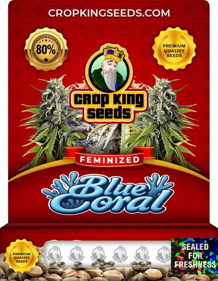 Blue Coral Feminized Seeds