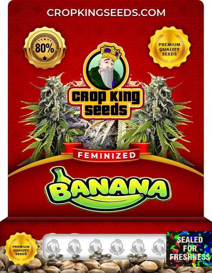 Banana Strain Feminized Seeds