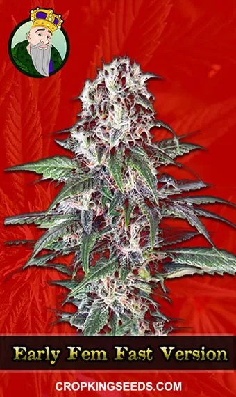 Early Strain Feminized Fast Version Marijuana Seeds