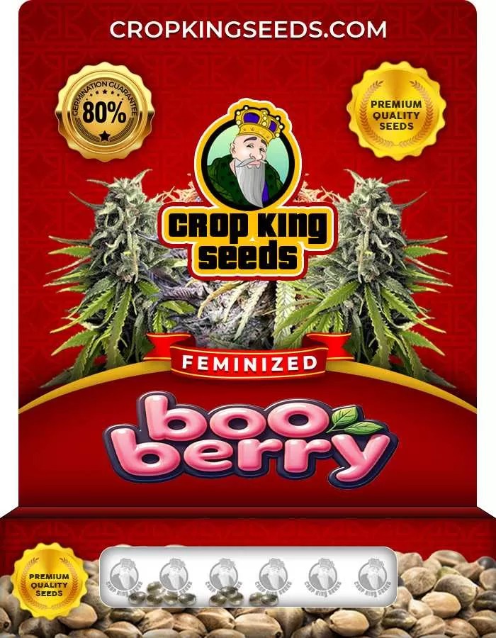 Boo Berry Strain Feminized Marijuana Seeds