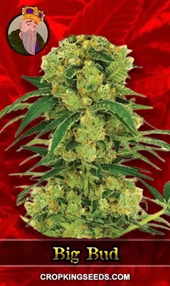 Big Bud Strain Fast Version Feminized Marijuana Seeds