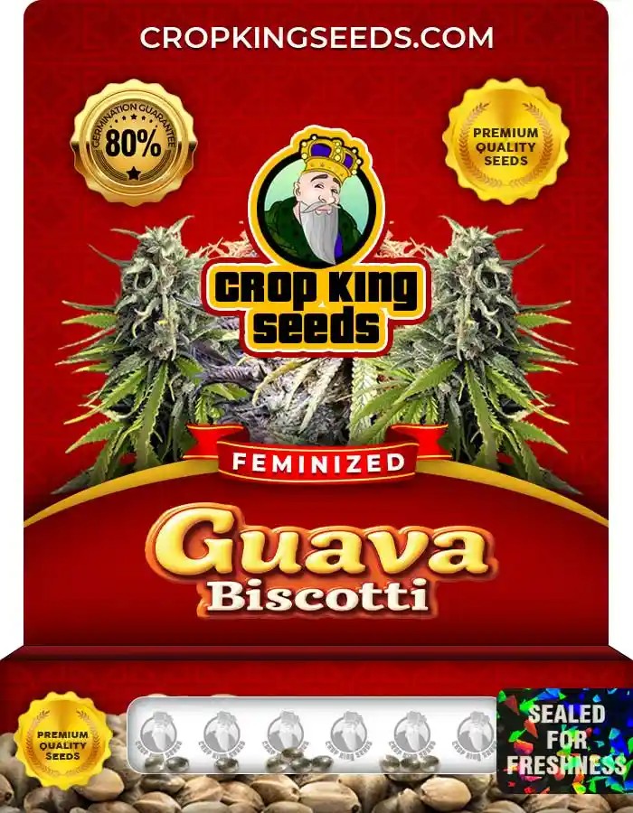 Guava Biscotti Feminized Seeds