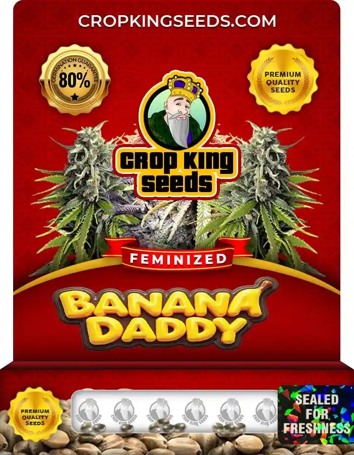 Banana Daddy Strain Feminized Marijuana Seeds