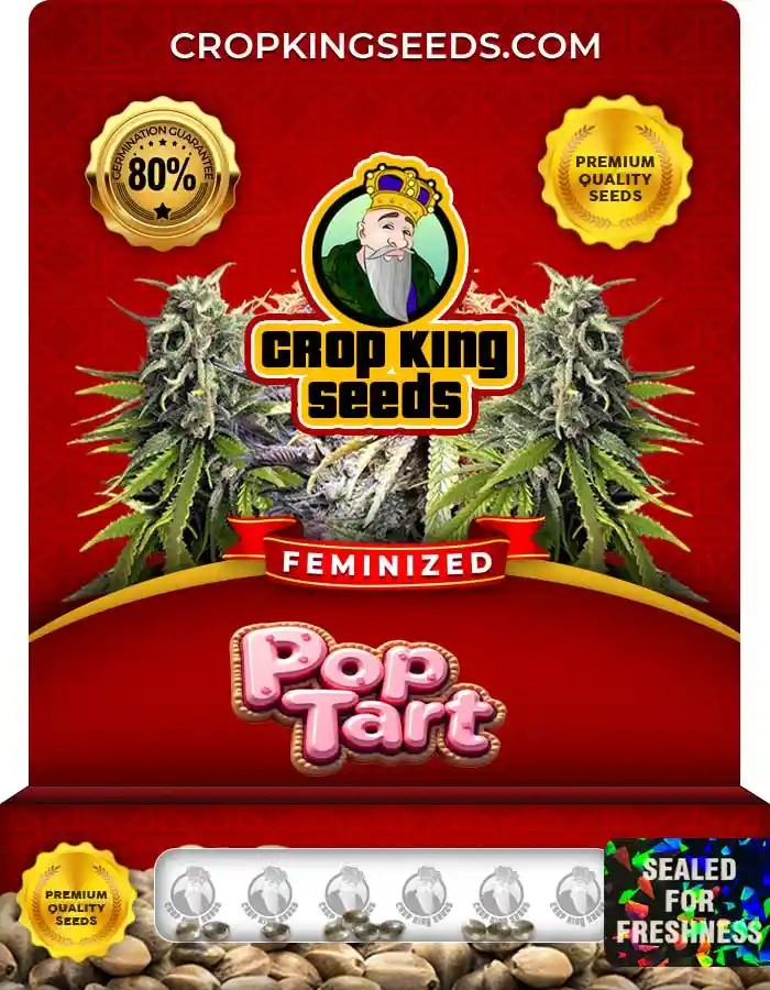 Pop Tart Strain Feminized Marijuana Seeds