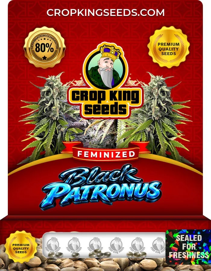 Black Patronus Strain Feminized Seeds
