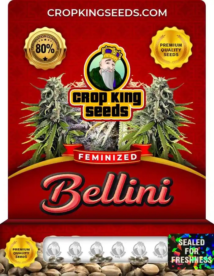 Bellini Strain Feminized Marijuana Seeds