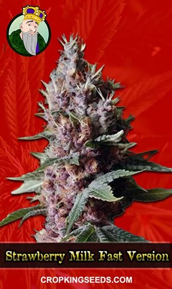 Strawberry Milk Strain Fast Version Marijuana Seeds