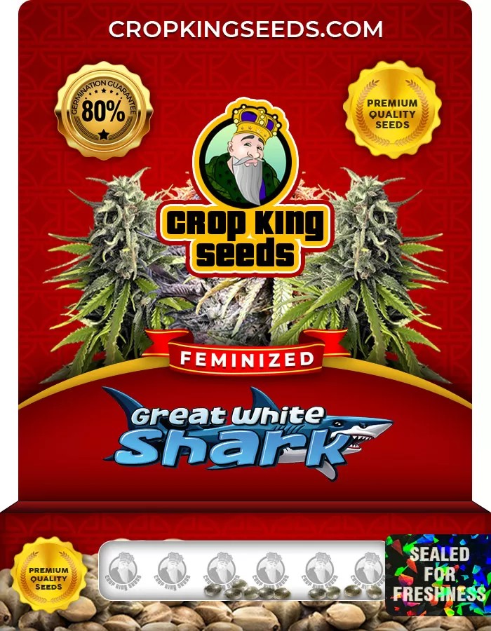 Great White Shark Feminized Marijuana Seeds