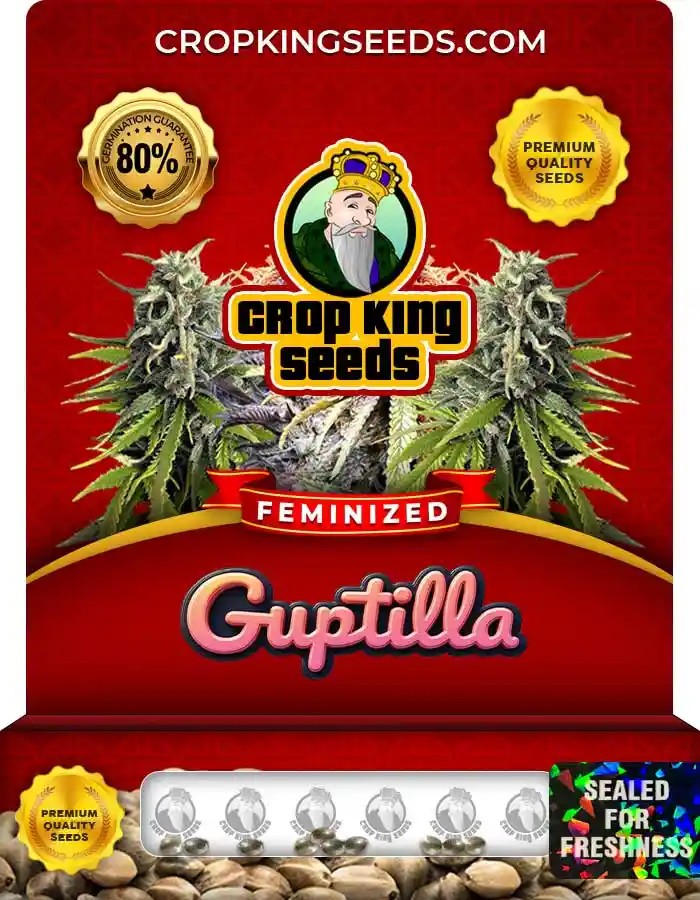 Guptilla Feminized Cannabis Seeds
