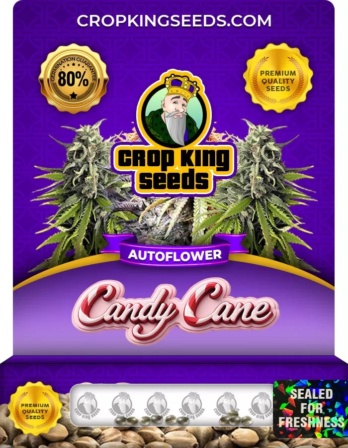 Candy Cane Autoflowering Marijuana Seeds