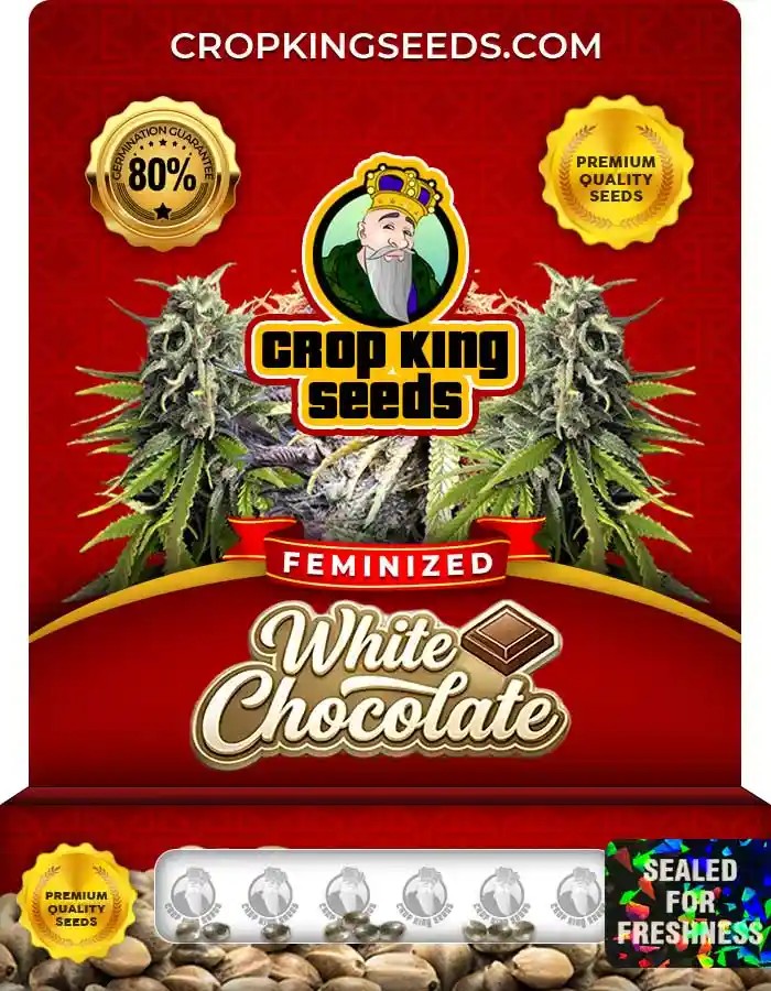 White Chocolate Strain Feminized Seeds
