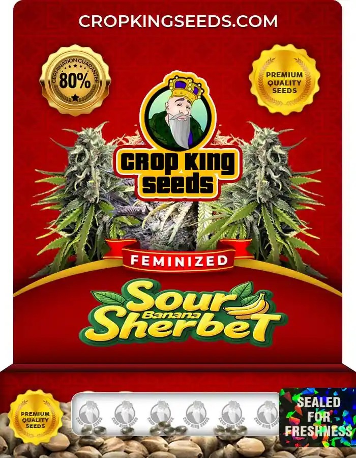 Sour Banana Sherbet Feminized Seeds