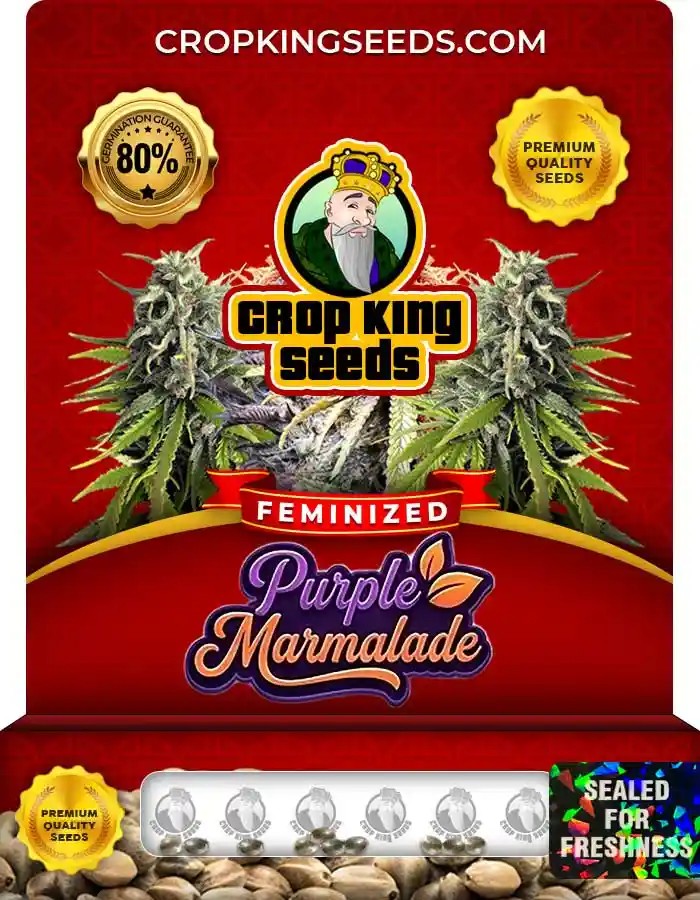 Purple Marmalade Strain Feminized Marijuana Seeds