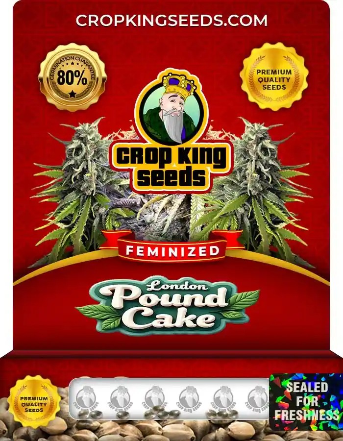 London Pound Cake Strain Feminized Marijuana Seeds