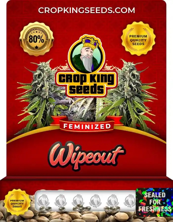 Wipeout Strain Feminized Marijuana Seeds