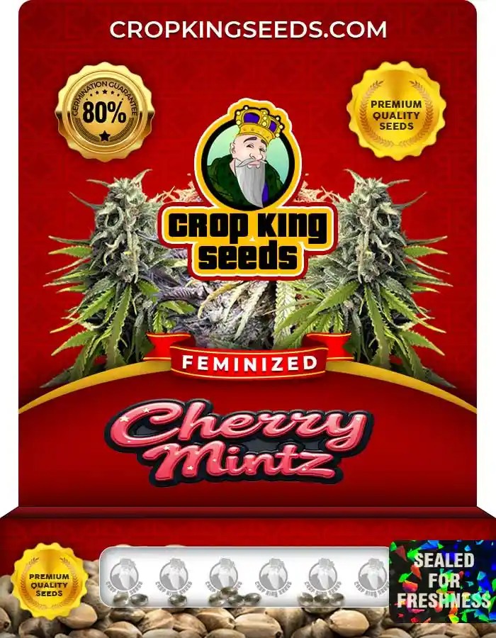 Cherry Mintz Feminized Seeds