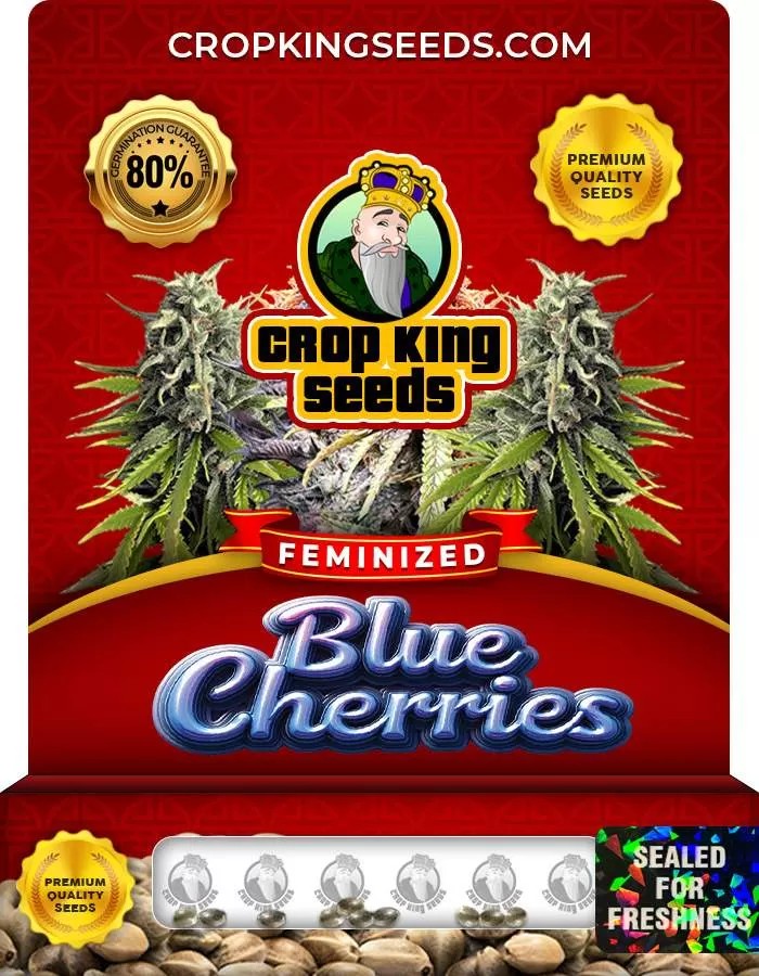 Blue Cherries Strain Feminized Marijuana Seeds