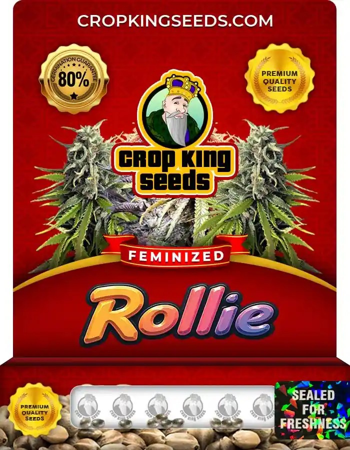Rollie Strain Feminized Marijuana Seeds