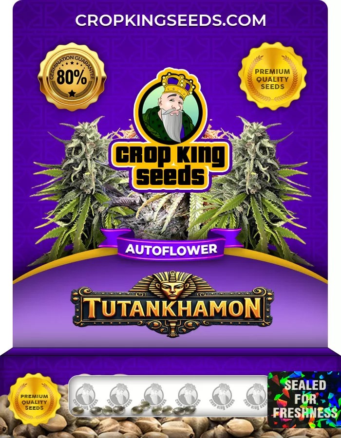 Tutankhamon Autoflower Marijuana Seeds