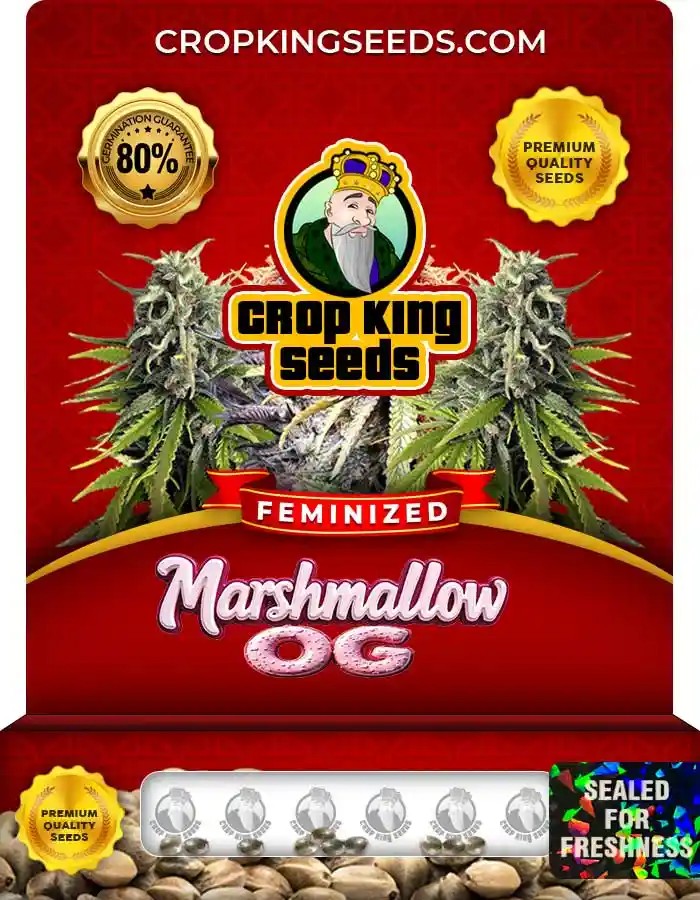 Marshmallow OG Strain Feminized Marijuana Seeds