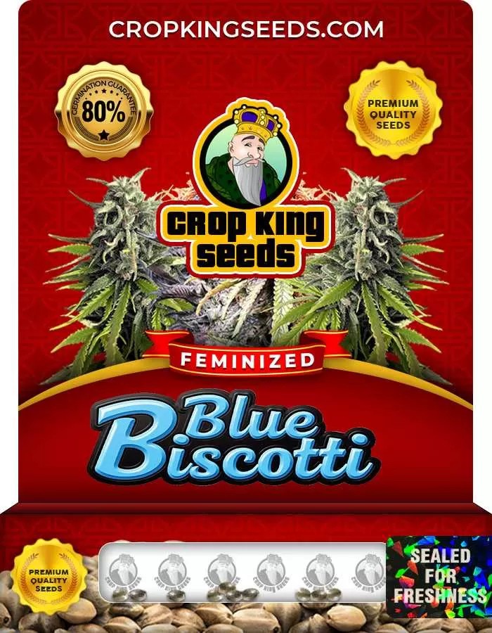 Blue Biscotti Strain Feminized Marijuana Seeds