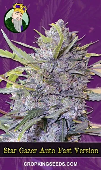 Star Gazer Strain Fast Version Marijuana Seeds