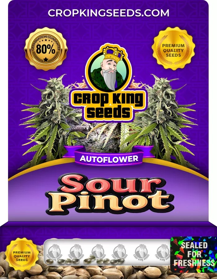 Sour Pinot Autoflower Marijuana Seeds
