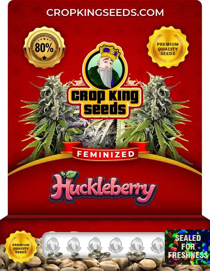 Huckleberry Strain Feminized Marijuana Seeds