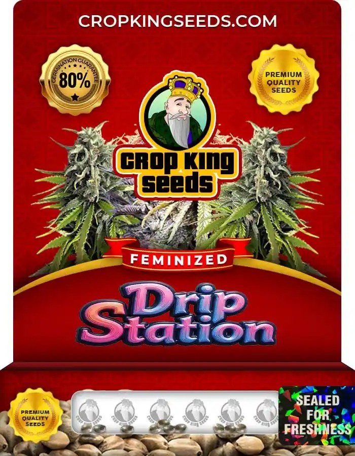 Drip Station Strain Feminized Marijuana Seeds