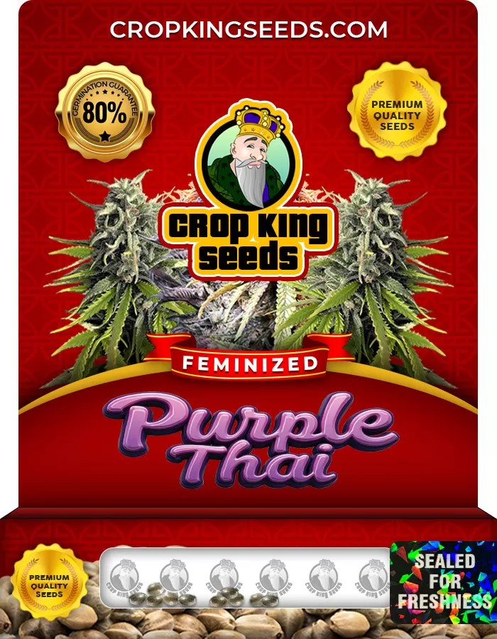 Purple Thai Feminized Marijuana Seeds