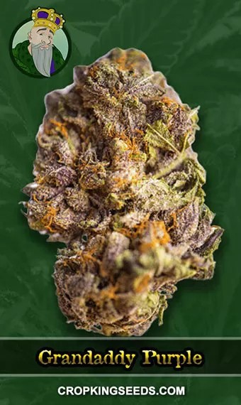 Grandaddy Purple Strain Regular Marijuana Seeds