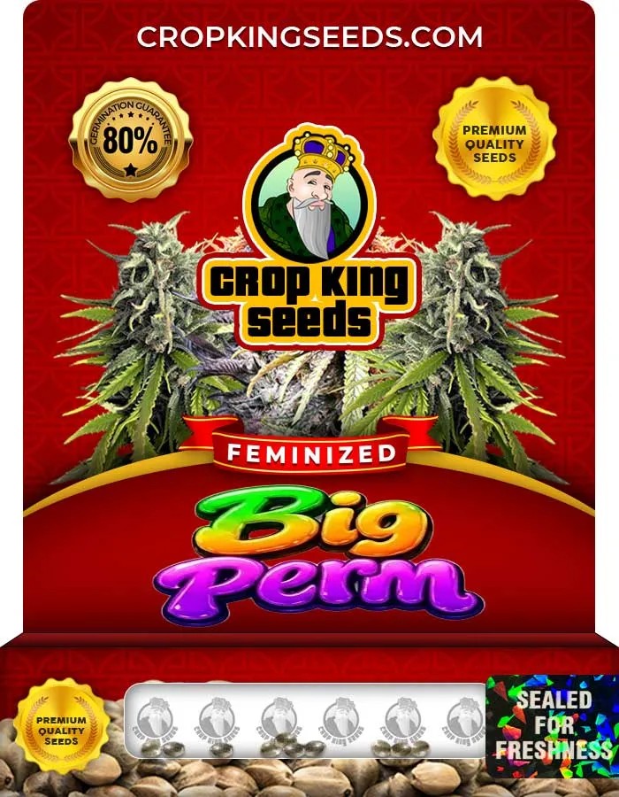 Big Perm Strain Feminized Seeds