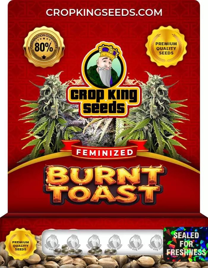 Burnt Toast Strain Feminized Marijuana Seeds
