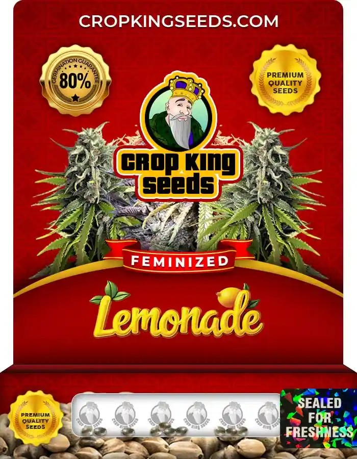 Lemonade Strain Feminized Marijuana Seeds