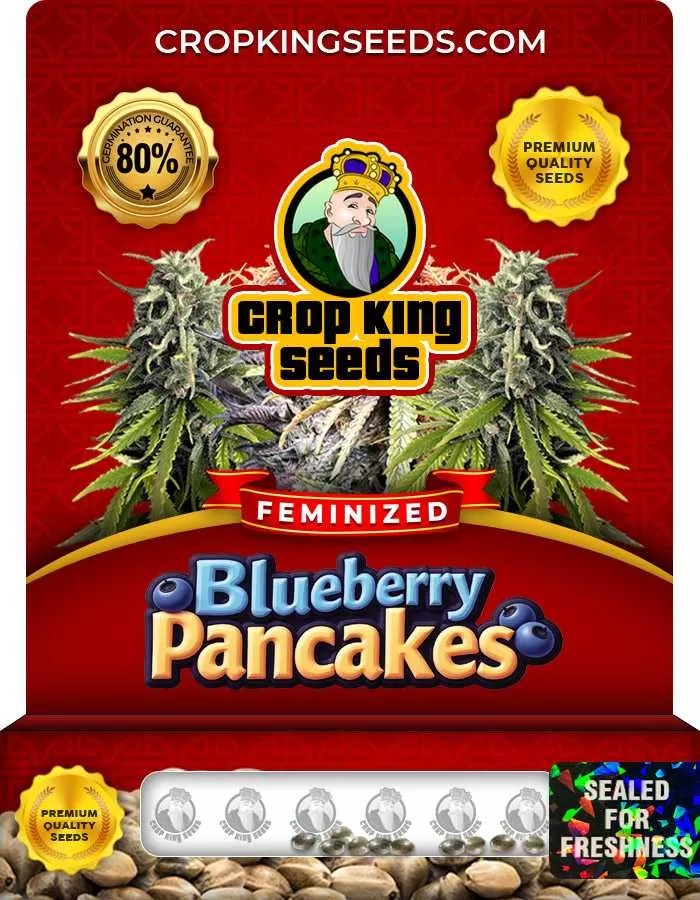Blueberry Pancakes Strain Feminized Marijuana Seeds
