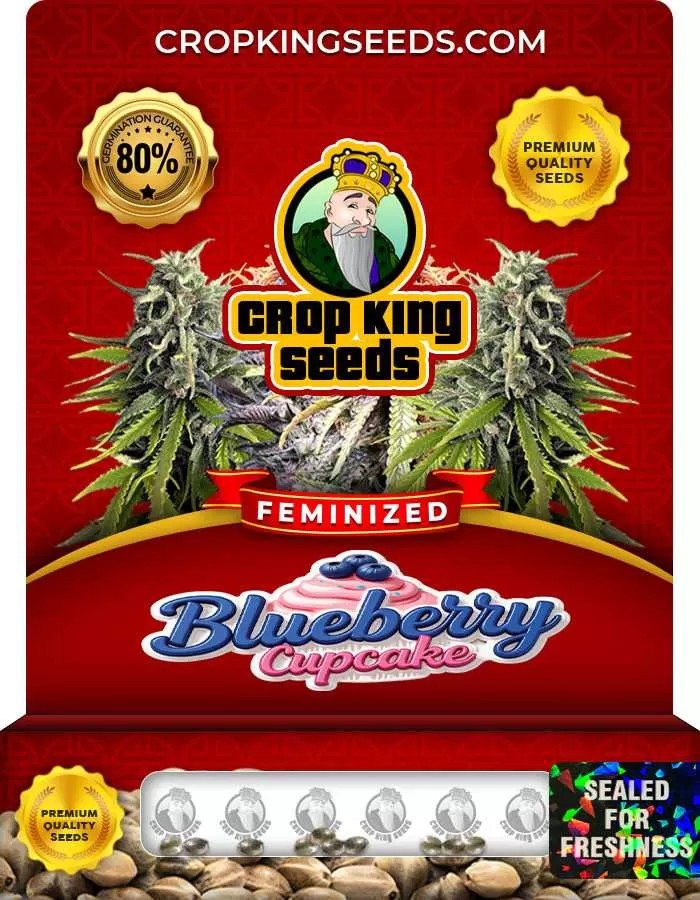 Blueberry Cupcake Strain Feminized Marijuana Seeds