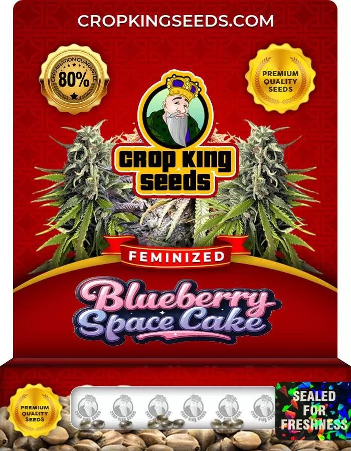 Blueberry Space Cake Strain Feminized Marijuana Seeds