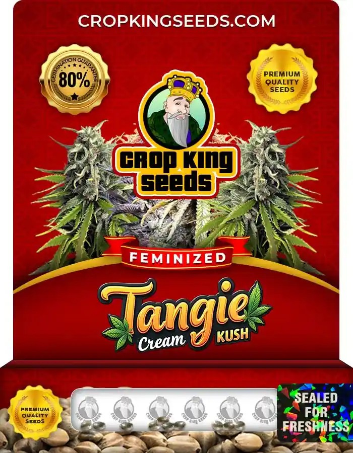 Tangie Cream Kush Feminized Seeds