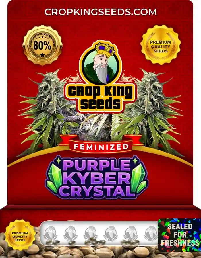 Purple Kyber Crystal Strain Feminized Seeds