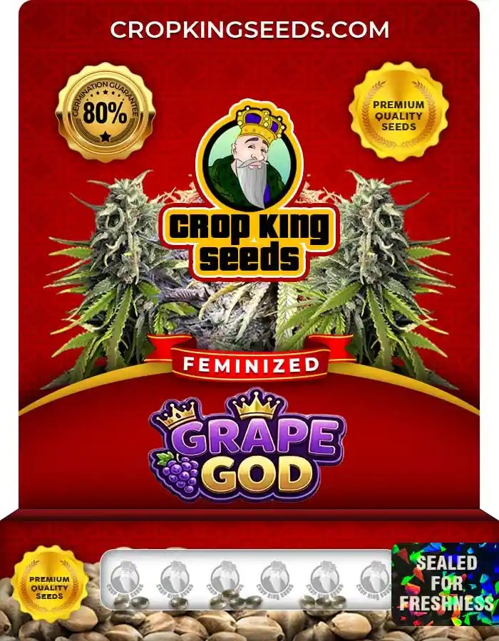 Grape God Strain Feminized Marijuana Seeds