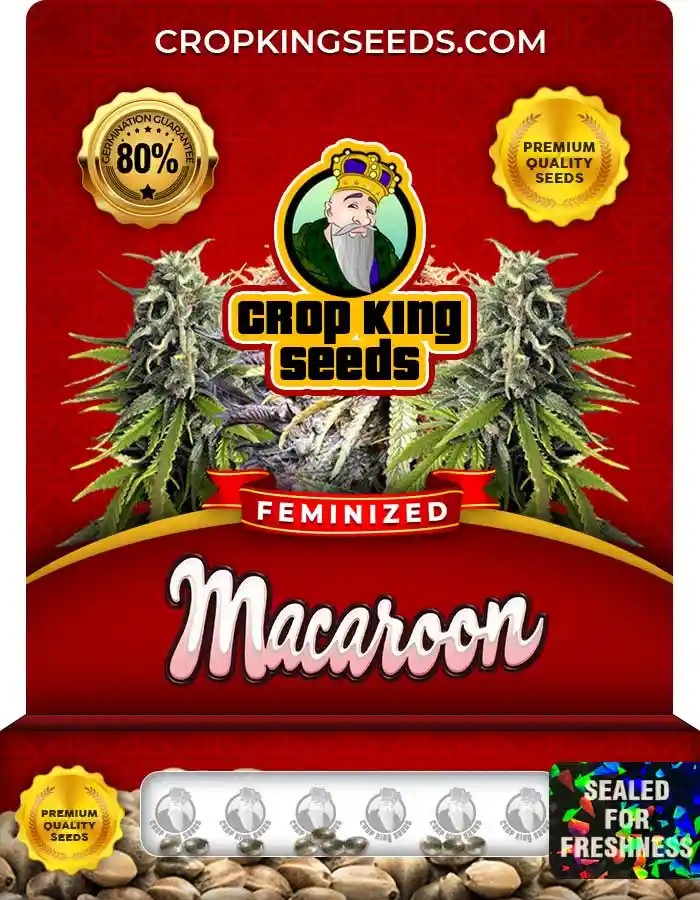 Macaroon Strain Feminized Marijuana Seeds