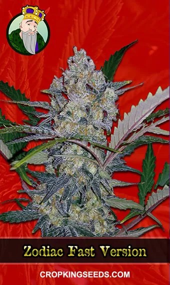 Zodiac Strain Fast Version Marijuana Seeds