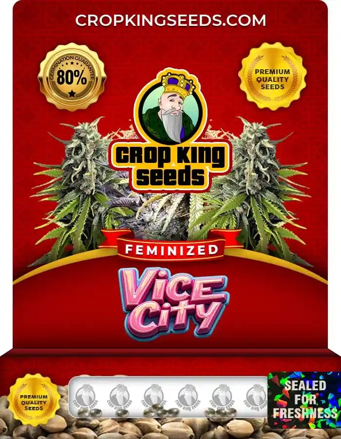 Vice City Strain Feminized Marijuana Seeds