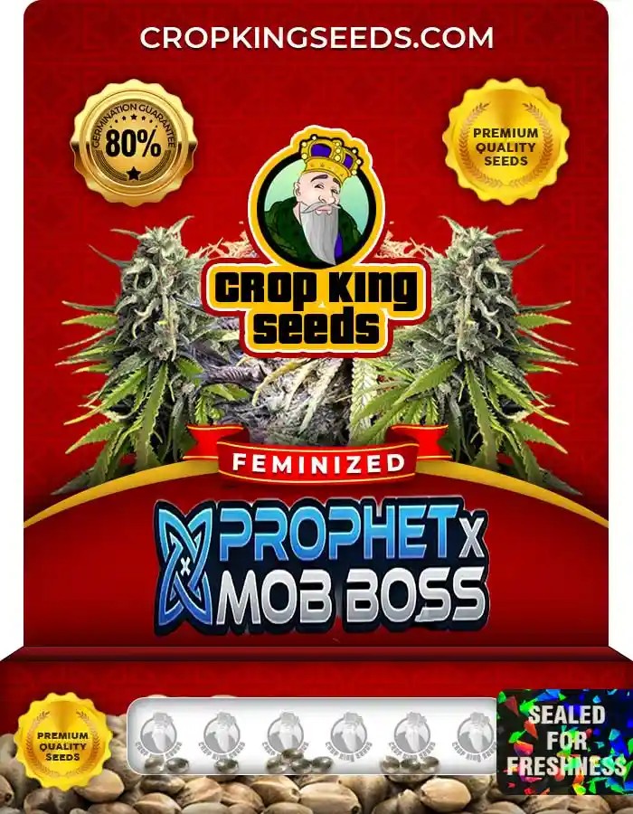 Prophet X Mob Boss Strain Feminized Seeds