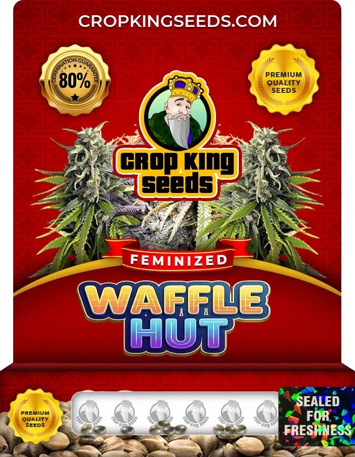 Waffle Hut Strain Feminized Seeds