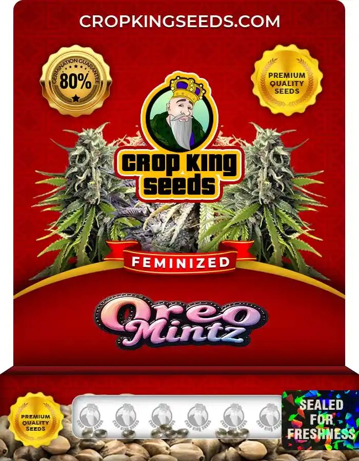 Oreo Mintz Strain Feminized Marijuana Seeds
