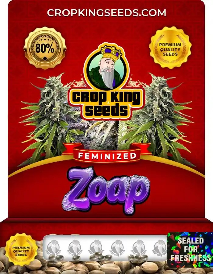 Zoap Strain Feminized Seeds