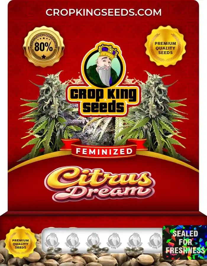 Citrus Dream Feminized Seeds